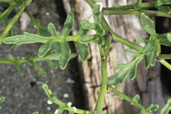 Cakile maritima maritima