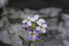 Cakile maritima maritima