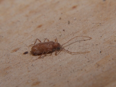 Ptinus