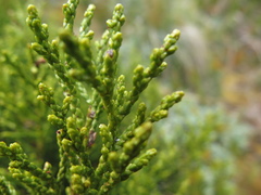Halocarpus bidwillii