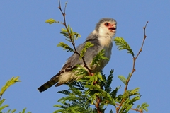 Polihierax semitorquatus