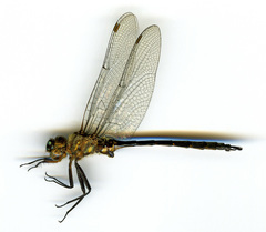 Somatochlora williamsoni