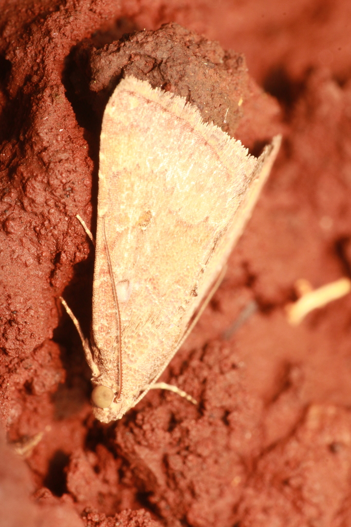 Amyna magnifoveata