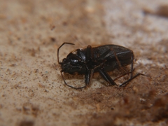 Rhyparochromus