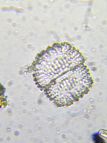 Cosmarium caelatum