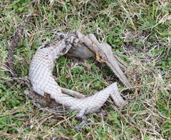 Atractosteus spatula