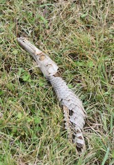 Atractosteus spatula