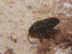 Rhyparochromus