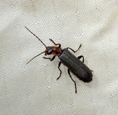 Cantharinae