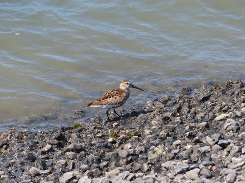 Dunlin, Netherlands, photo 8 of 10
