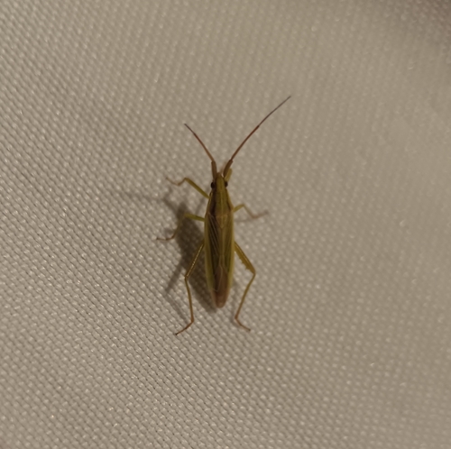 Three-spined Grass Bug photo 3