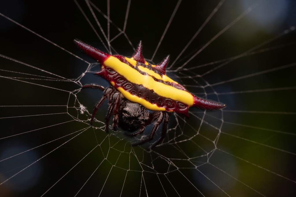 Northern Jewelled Spider