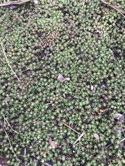 Pyxidanthera brevifolia