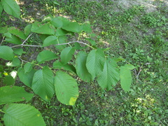 Tetraneura