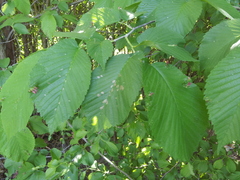 Tetraneura