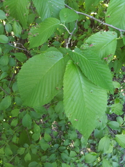 Tetraneura