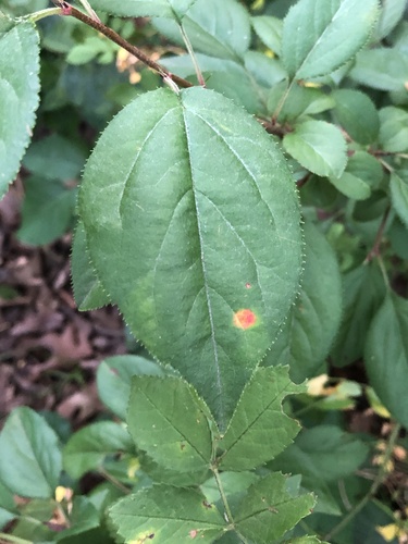 Cedar-apple rust