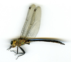 Somatochlora williamsoni