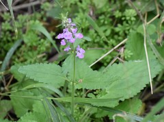 Stachys drummondii