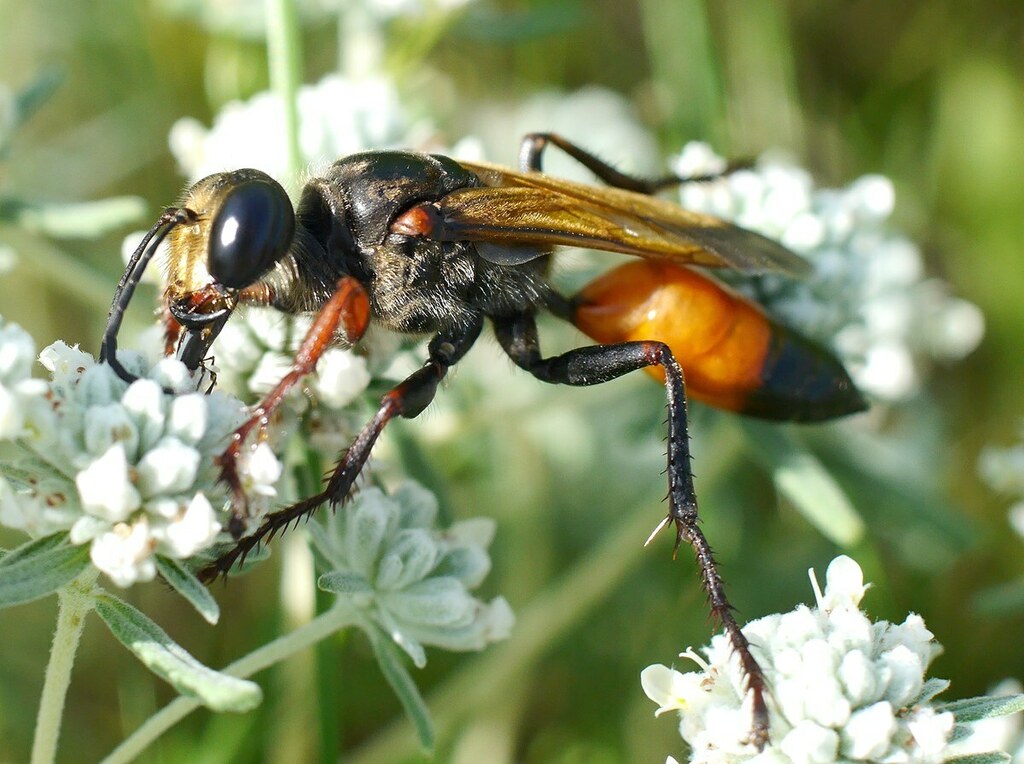 Sphex flavipennis