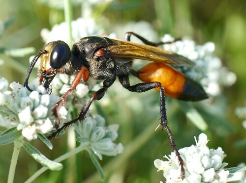 Sphex flavipennis