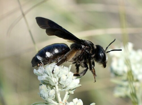 Andrena albopunctata