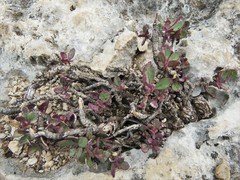 Penstemon baccharifolius