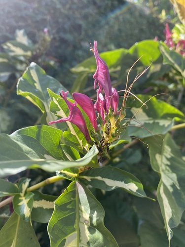 Graptophyllum pictum