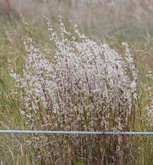 Schizachyrium littorale