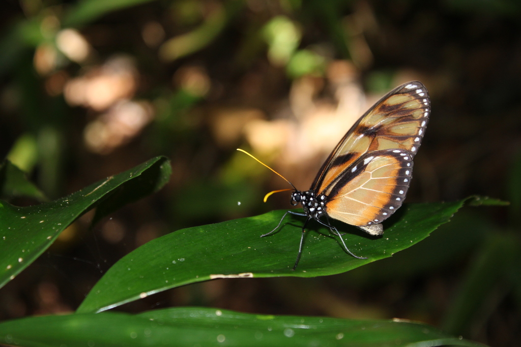 Olyras crathis from San Felipe, Yaracuy, Venezuela on November 30, 2013