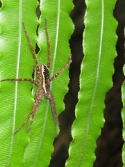 Dolomedes dondalei