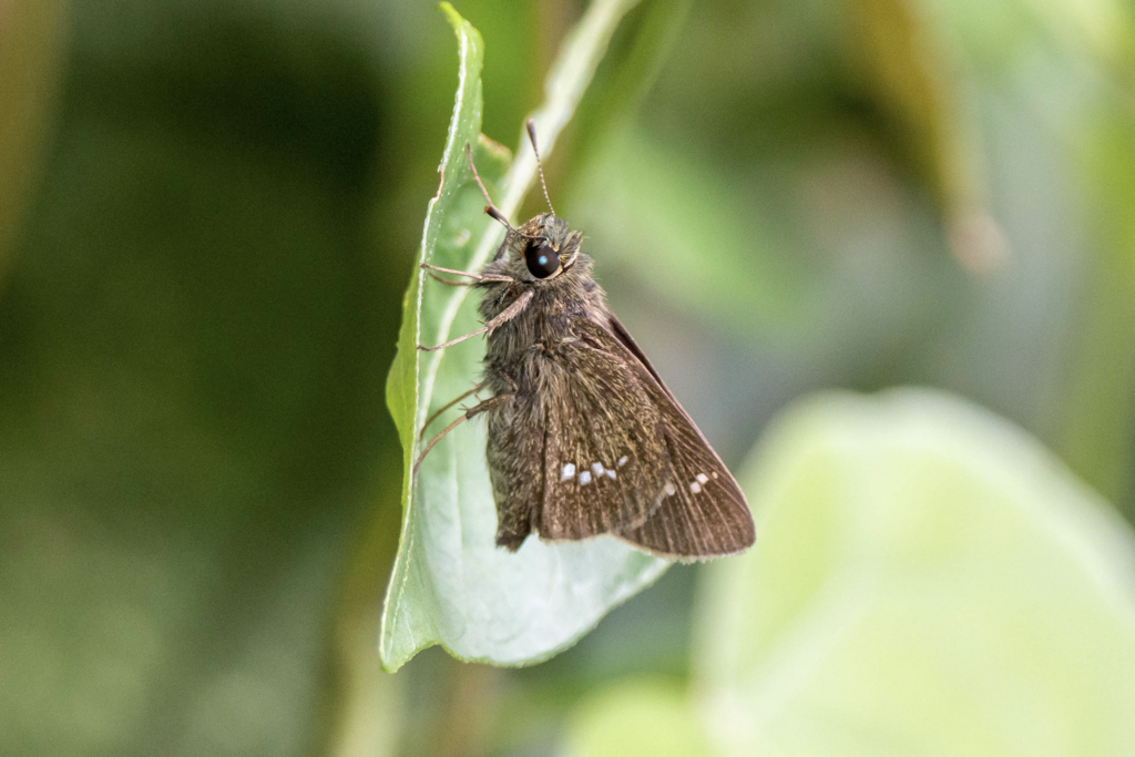 Continental Swift