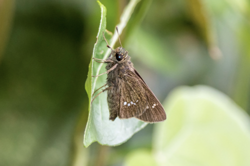 Continental Swift