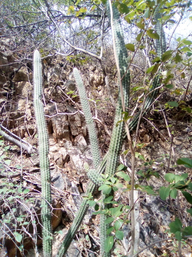 Pilosocereus collinsii