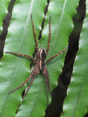 Dolomedes dondalei