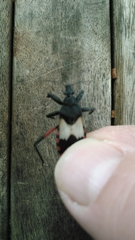Microtomus purcis