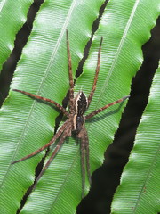 Dolomedes dondalei