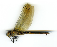 Somatochlora williamsoni