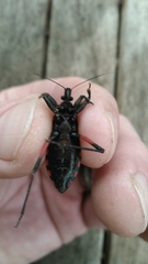 Microtomus purcis