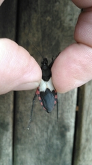 Microtomus purcis