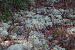Cladonia evansii