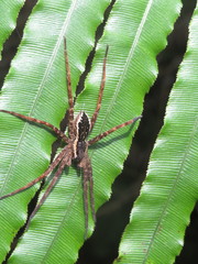 Dolomedes dondalei