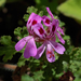 Oak-leaved Geranium - Photo (c) Eric Hunt, some rights reserved (CC BY-NC-ND)