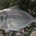 Toothed Ponyfish - Photo (c) H.T.Cheng, some rights reserved (CC BY-NC), uploaded by H.T.Cheng