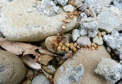 Epilobium brunnescens
