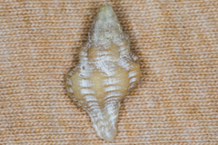 Calotrophon ostrearum image