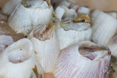 Amphibalanus venustus