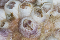 Amphibalanus venustus