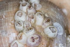 Amphibalanus venustus