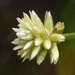 Alternanthera - Photo (c) BJ Stacey, some rights reserved (CC BY-NC), uploaded by BJ Stacey